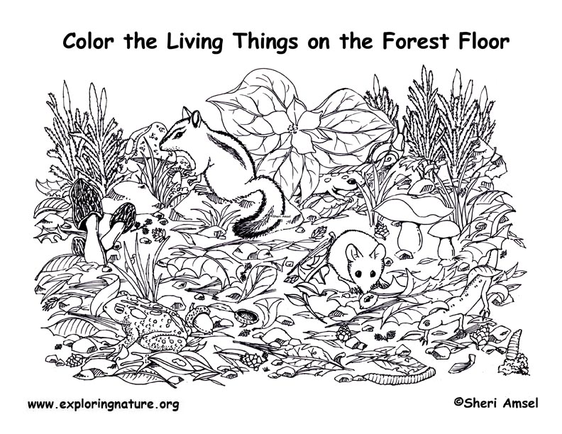 Forest floor coloring page