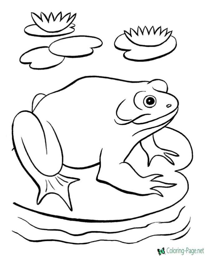Frog coloring pages
