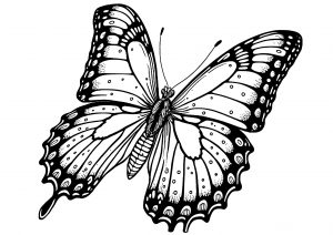 Butterflies