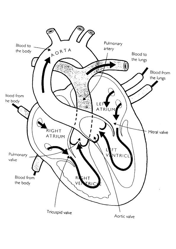 Coloring pages anatomy heart coloring pages