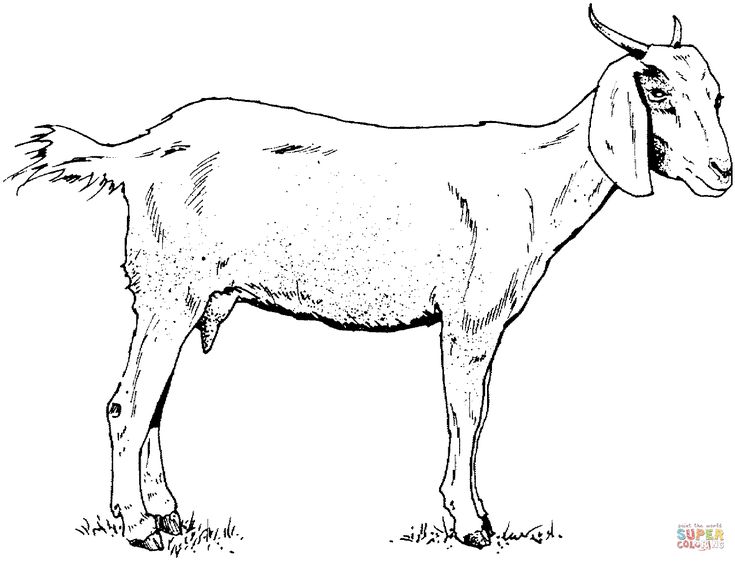 Goat coloring page free printable coloring pages farm animal coloring pages animal coloring pages horse coloring pages