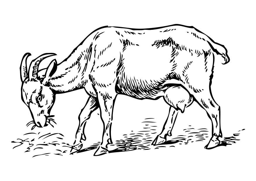 Coloring page goat
