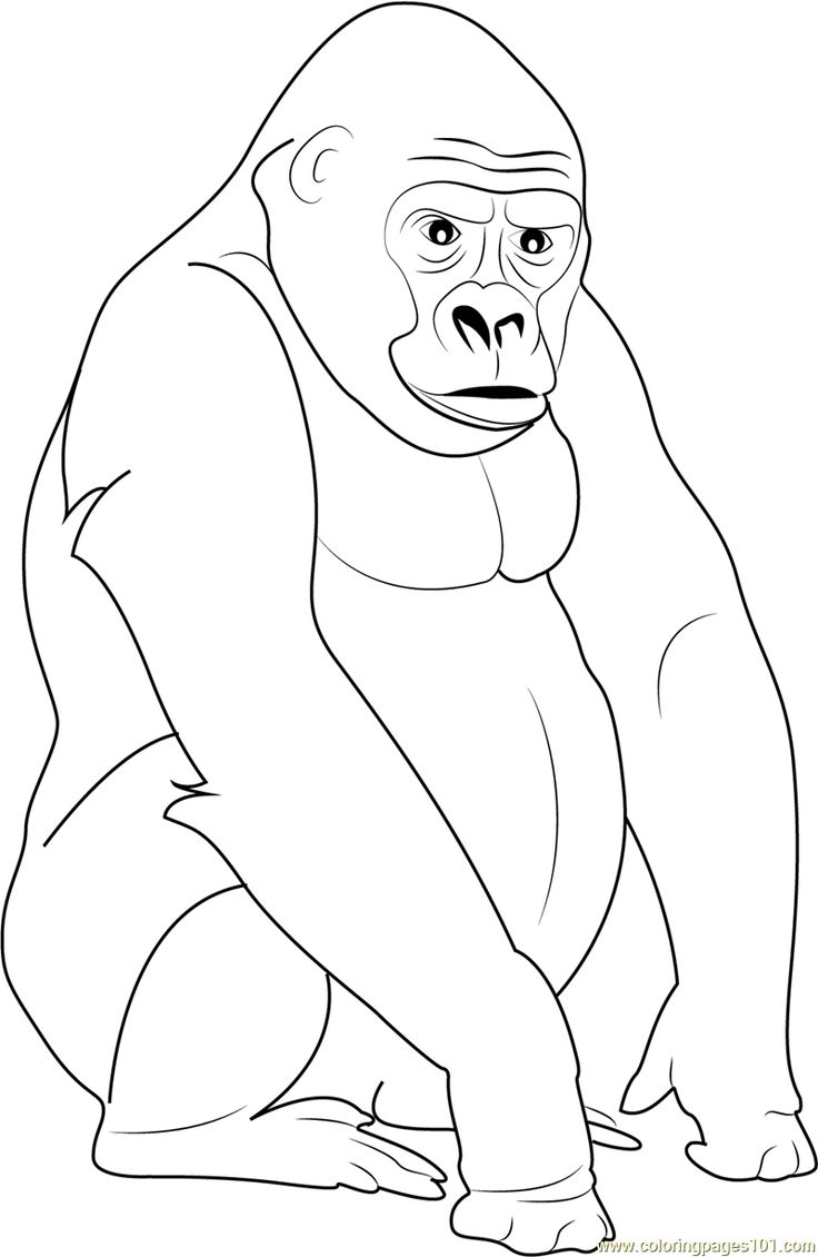 Silverback gorilla coloring page for kids