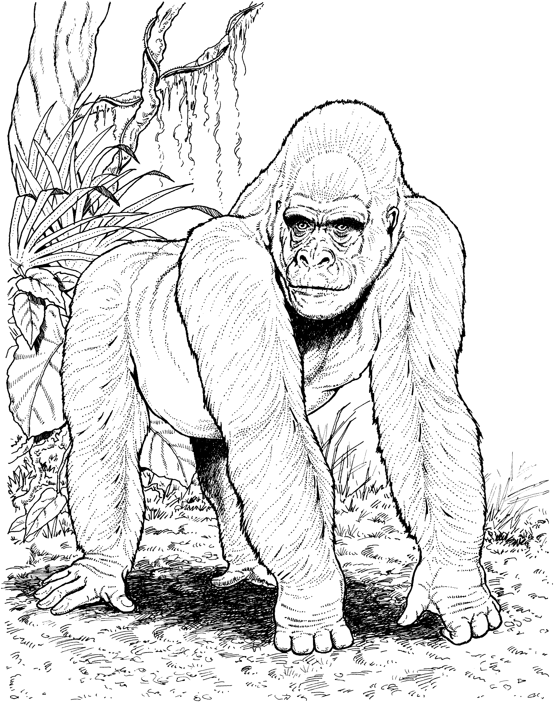 Free gorilla coloring pages