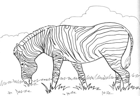 Zebra eats grass coloring page free printable coloring pages
