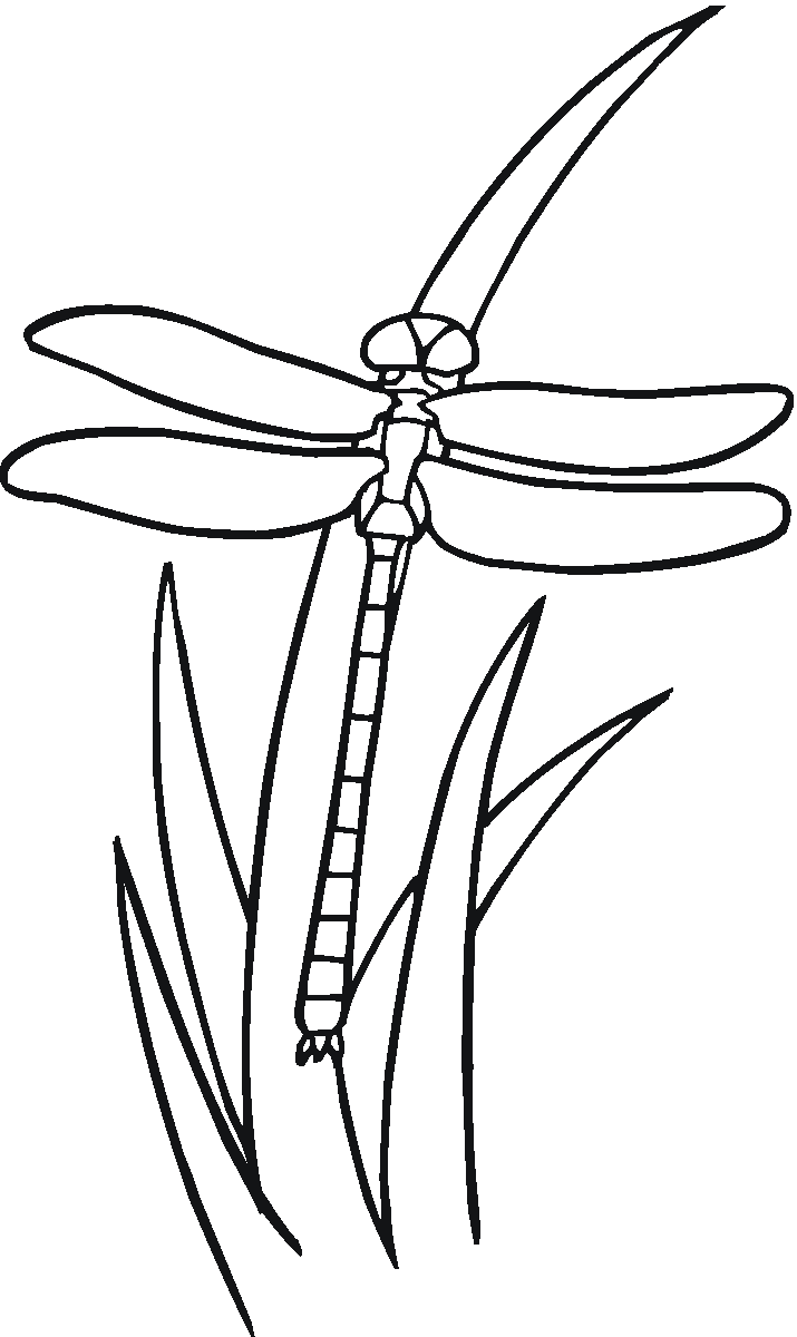 Free printable dragonfly coloring pages for kids