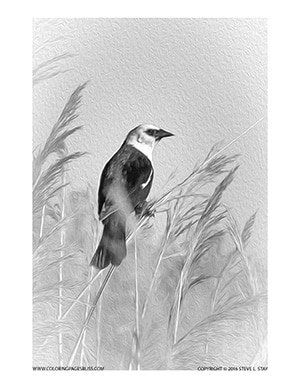 Realistic grayscale coloring pages