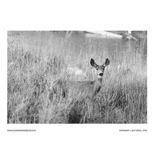 Realistic grayscale coloring pages