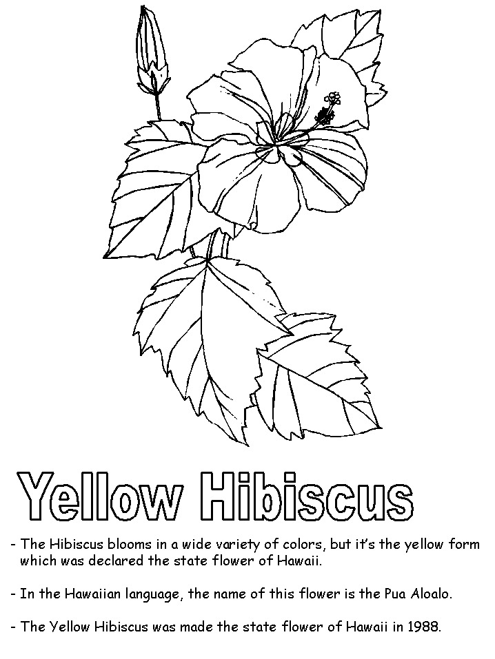 Yellow hibiscus coloring page