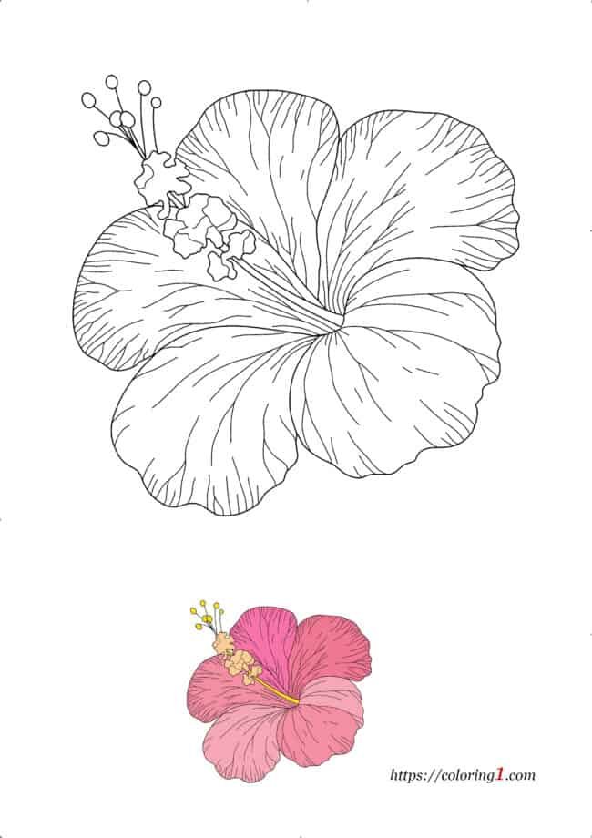 Flower coloring pages