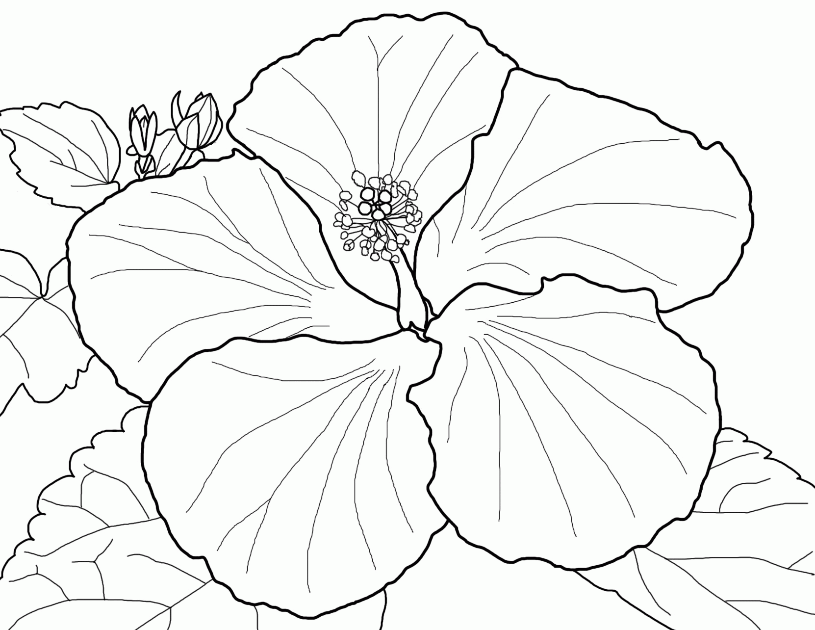 Coloring pages easy to color hibiscus coloring pages