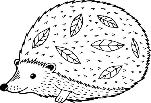 Hedgehog illustration coloring page images â browse photos vectors and video