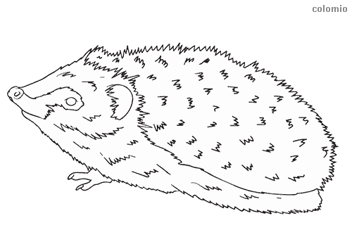 Hedgehogs coloring pages free printable hedgehog coloring sheets
