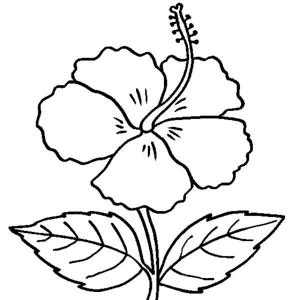 Hibiscus flower in bloom coloring page color luna sketsa bunga gambar bunga bunga