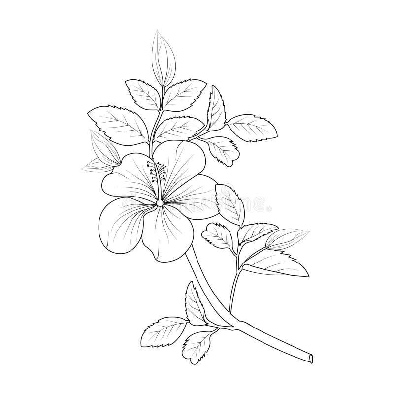 Topical flower hibiscus coloring pagesprintable hibiscus flower coloring pages stock vector