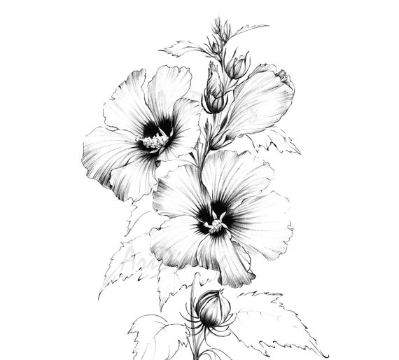 Buy hibiscus sketch line drawing coloring page clipart large botanical art a print a black white official flower hawaii tea flower online in india