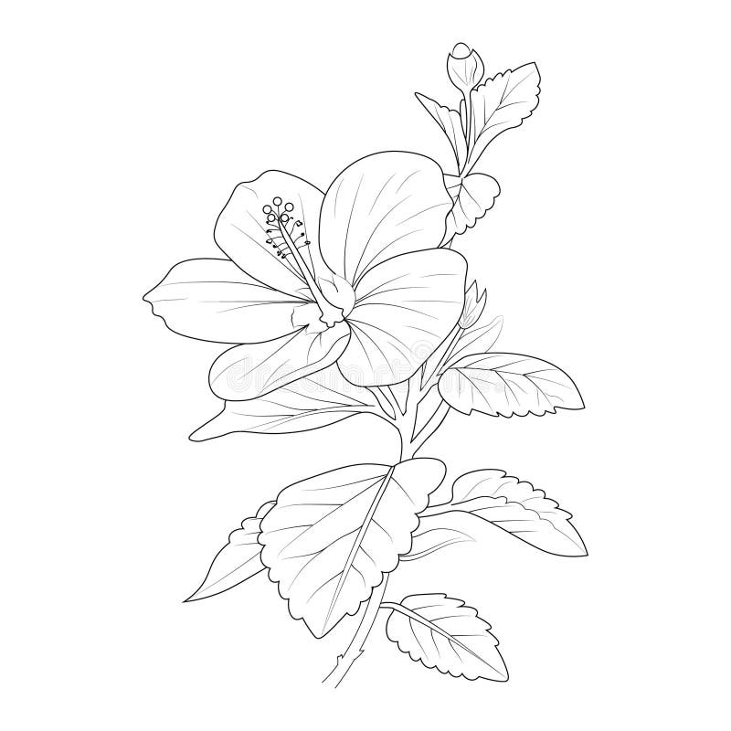 Printable hibiscus flower coloring pages hawaiian hibiscus flower coloring pageshibiscus flower drawing stock vector