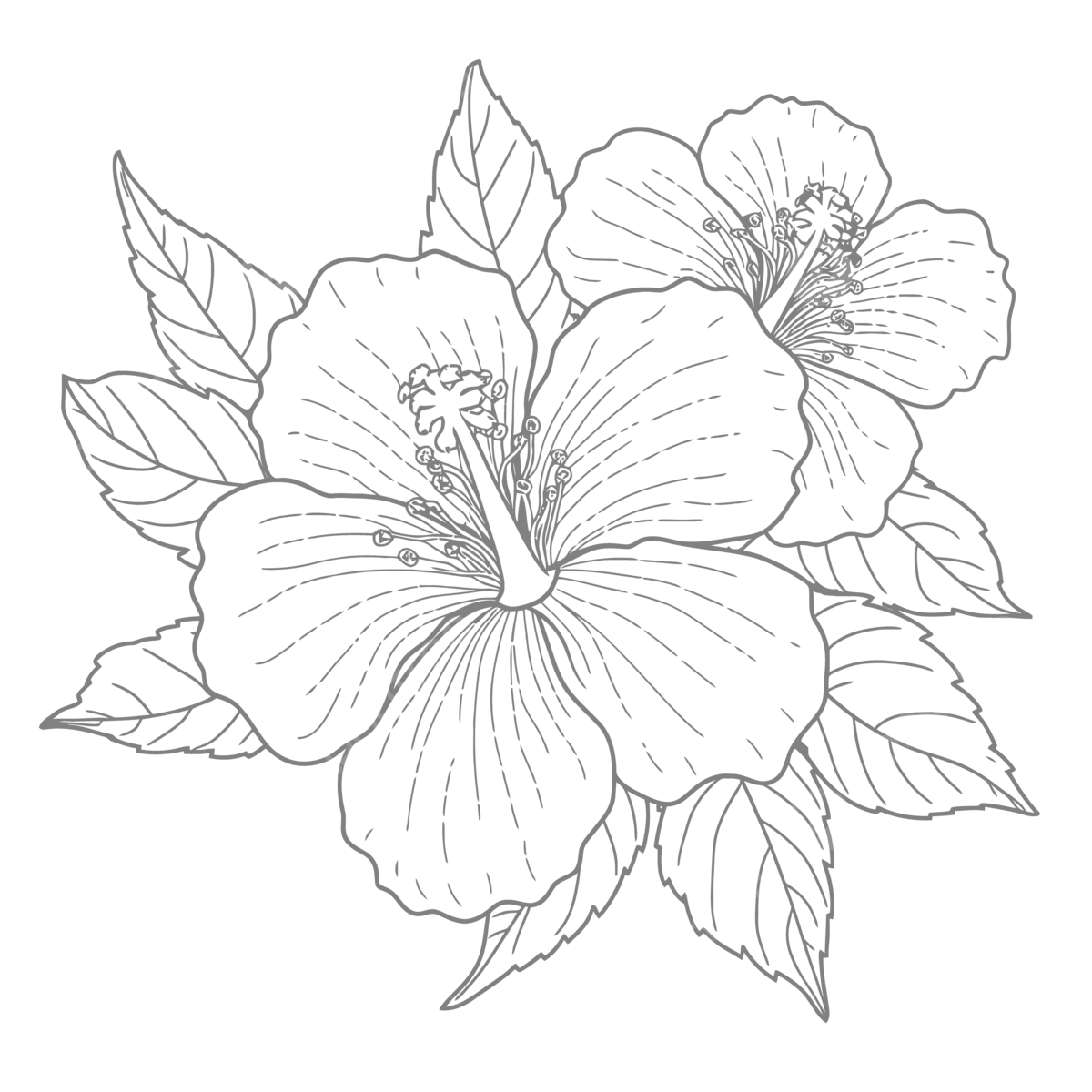 Coloring books hibiscus hibiscus coloring pages flowers for coloring outline sketch drawing vector flower drawing flowers drawing book drawing png and vector with transparent background for free download