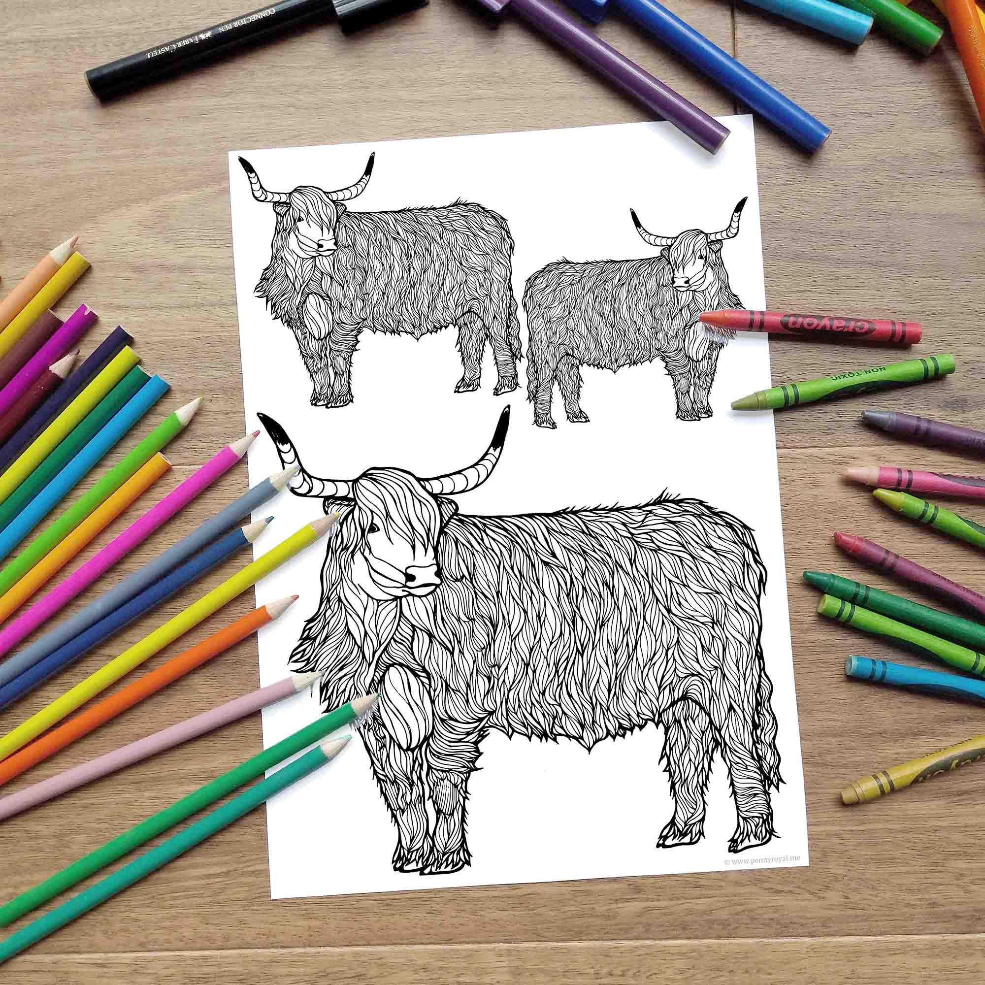 Highland cow trio coloring page