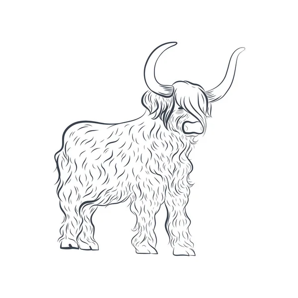 Highland cow vector images