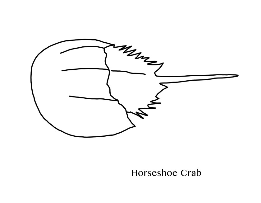 Horseshoe crab printable coloring page