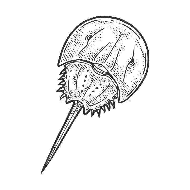 Horseshoe crab stock illustrations â horseshoe crab stock illustrations vectors clipart