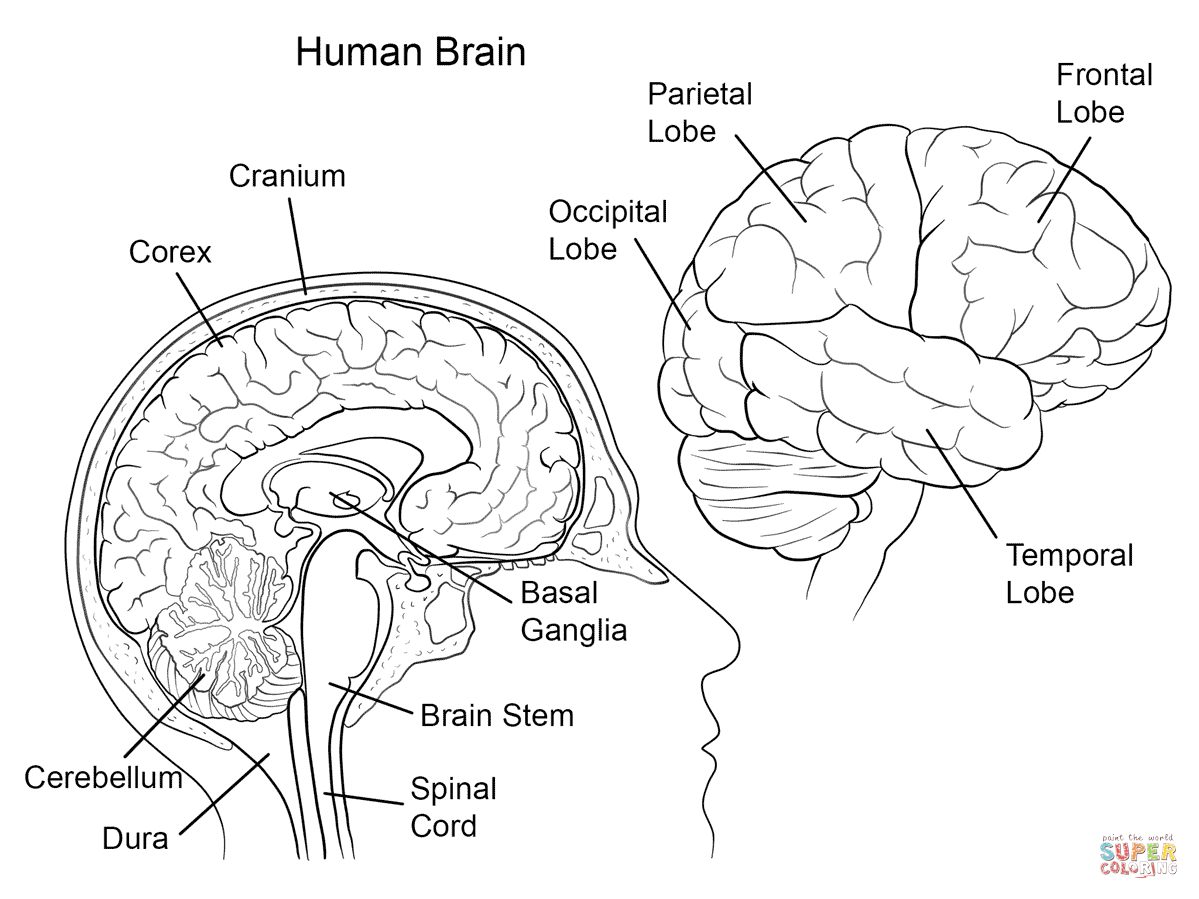 Human brain anatomy coloring page free printable coloring pages