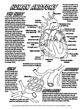 Human anatomy coloring megabundle by bio is life tpt