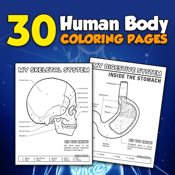 Human body color by numbers human body coloring book anatomy coloring pages activity printable book for kids instant download worksheets