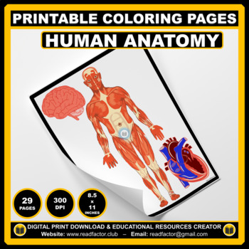 Human anatomy coloring pages by readfactor club tpt