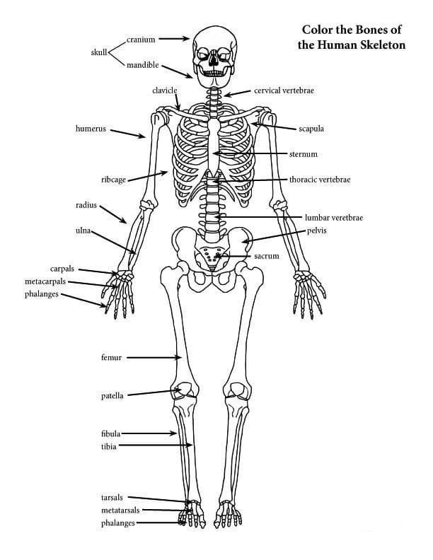 Anatomy coloring pages printable for free download