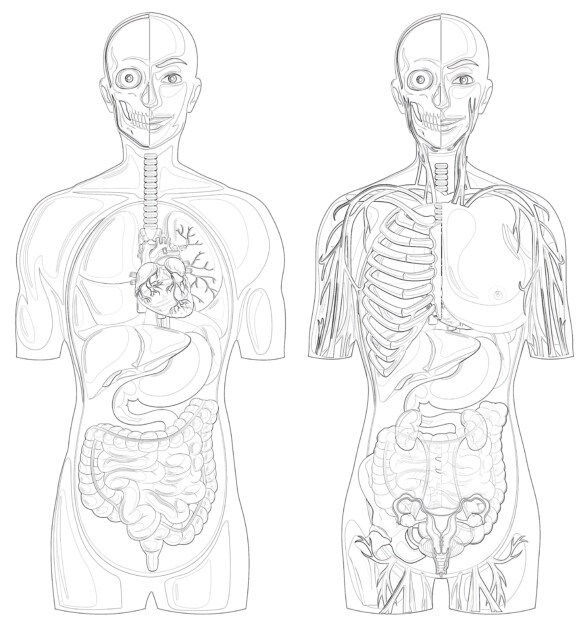 Printable human anatomy with different systems coloring page