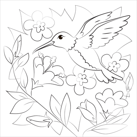 Hummingbird coloring page free printable coloring pages