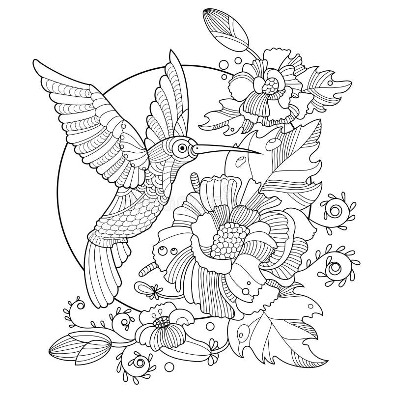 Hummingbird coloring book for adults vector stock vector