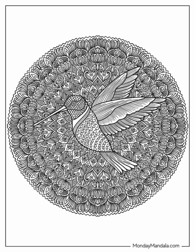 Hummingbird coloring pages free pdf printables