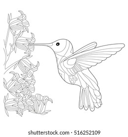 Hummingbird colibri coloring book adults vector stock vector royalty free