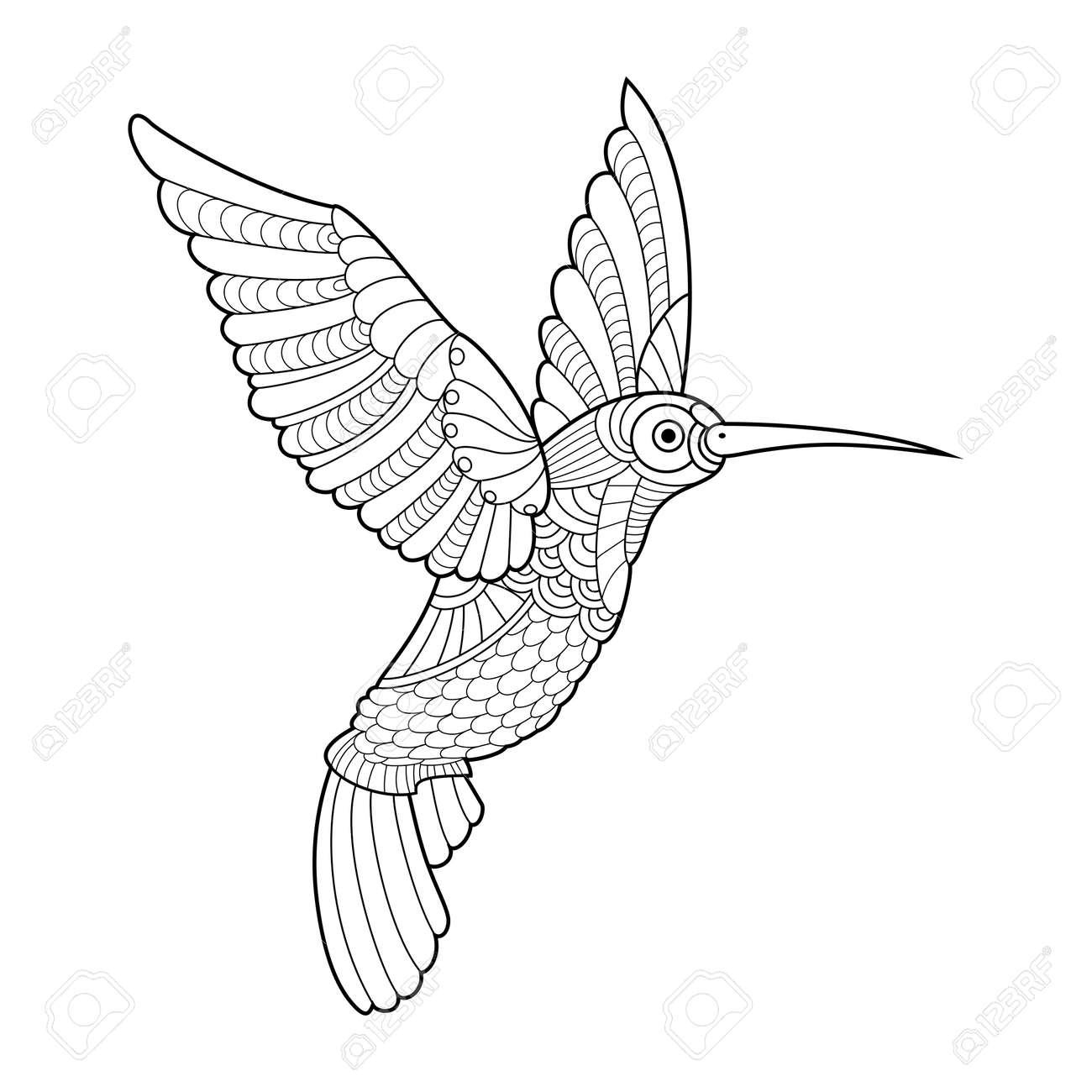 Hummingbird colibri coloring book for adults vector illustration anti