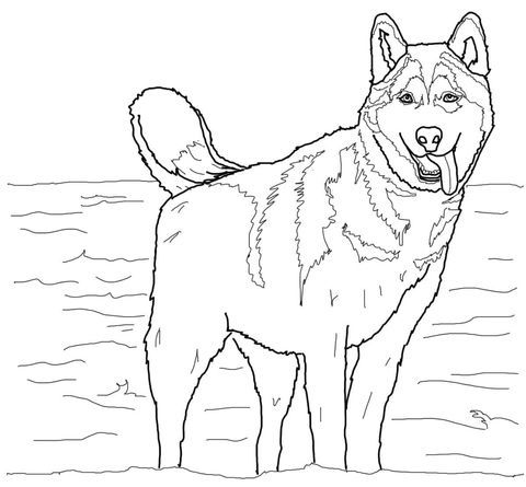 Husky coloring pages