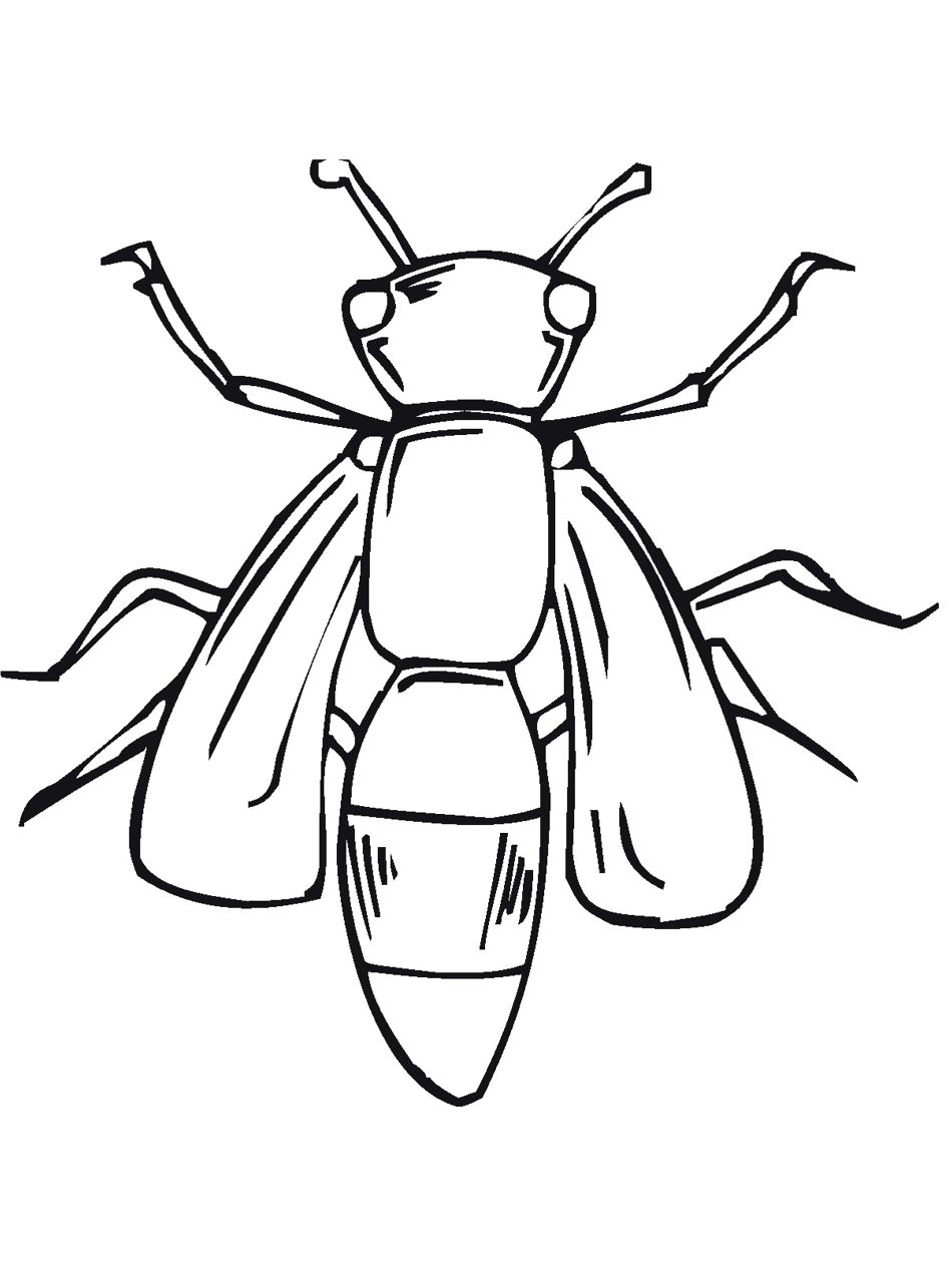 Bug insect coloring pages