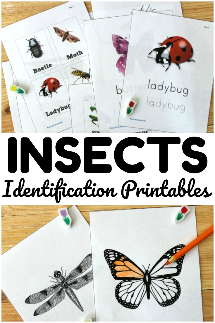 Free bug printables pack for kids