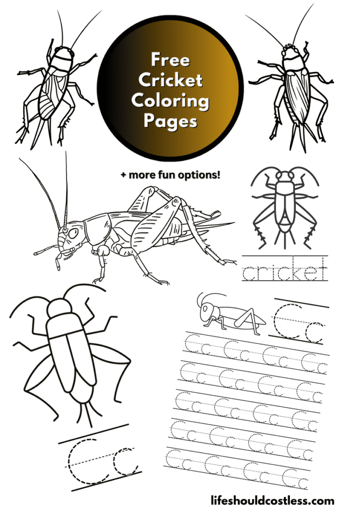 Cricket coloring pages free printable pdf templates
