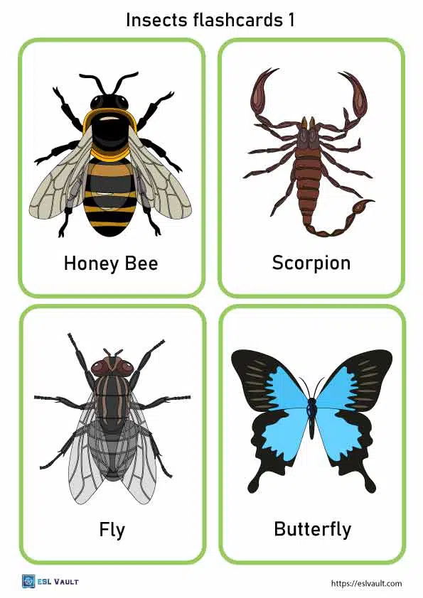 Free printable pdf insects flashcards