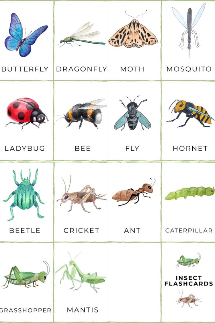 Free printable insect flashcards insects for kids insects preschool insect activities