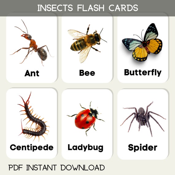 Insects flash cards children educational learning pdf printable cards download activity instant download