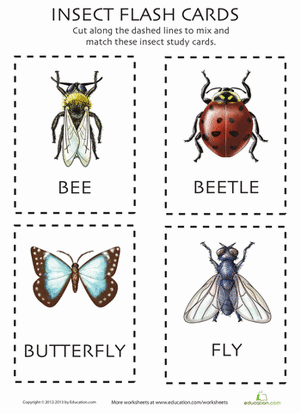 Insect flashcards worksheet education insects preschool flashcards insects theme preschool