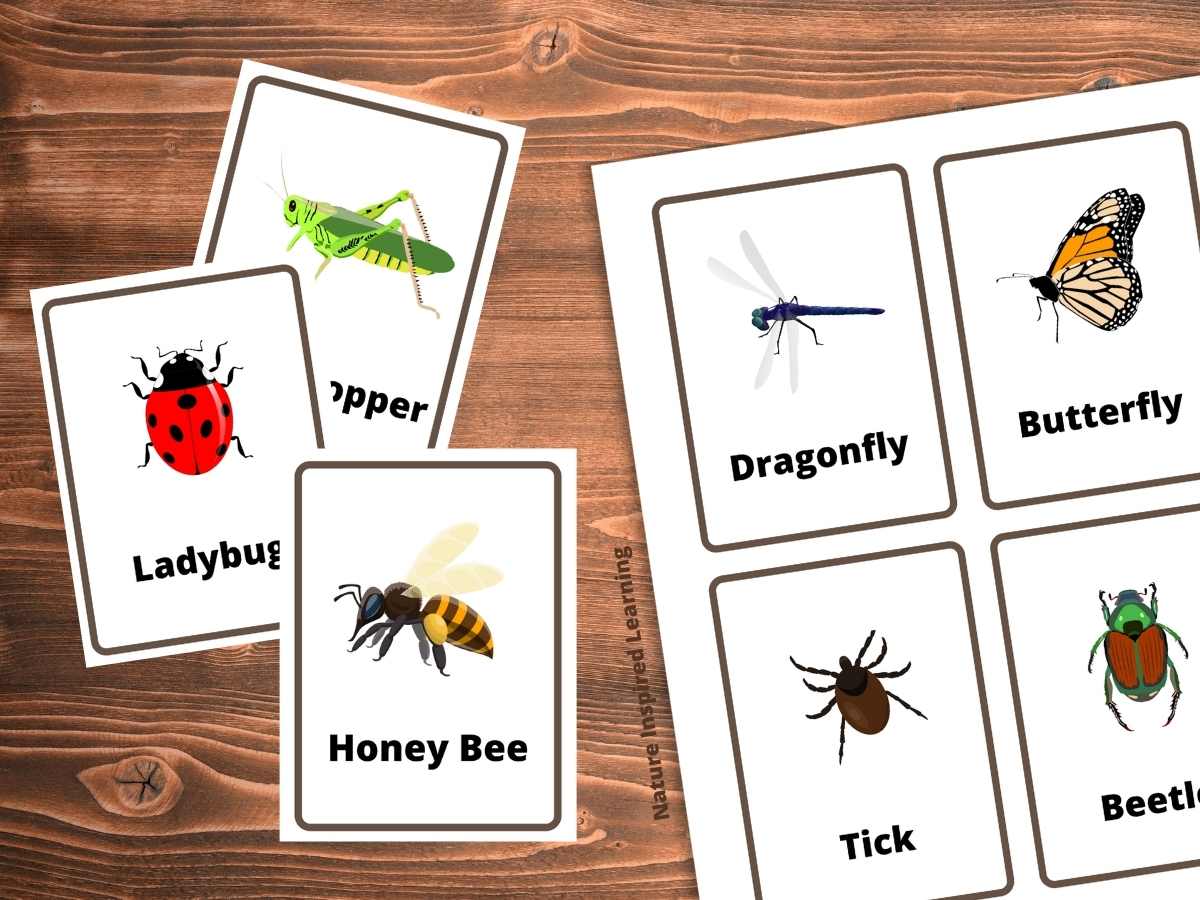 The best insect flashcards