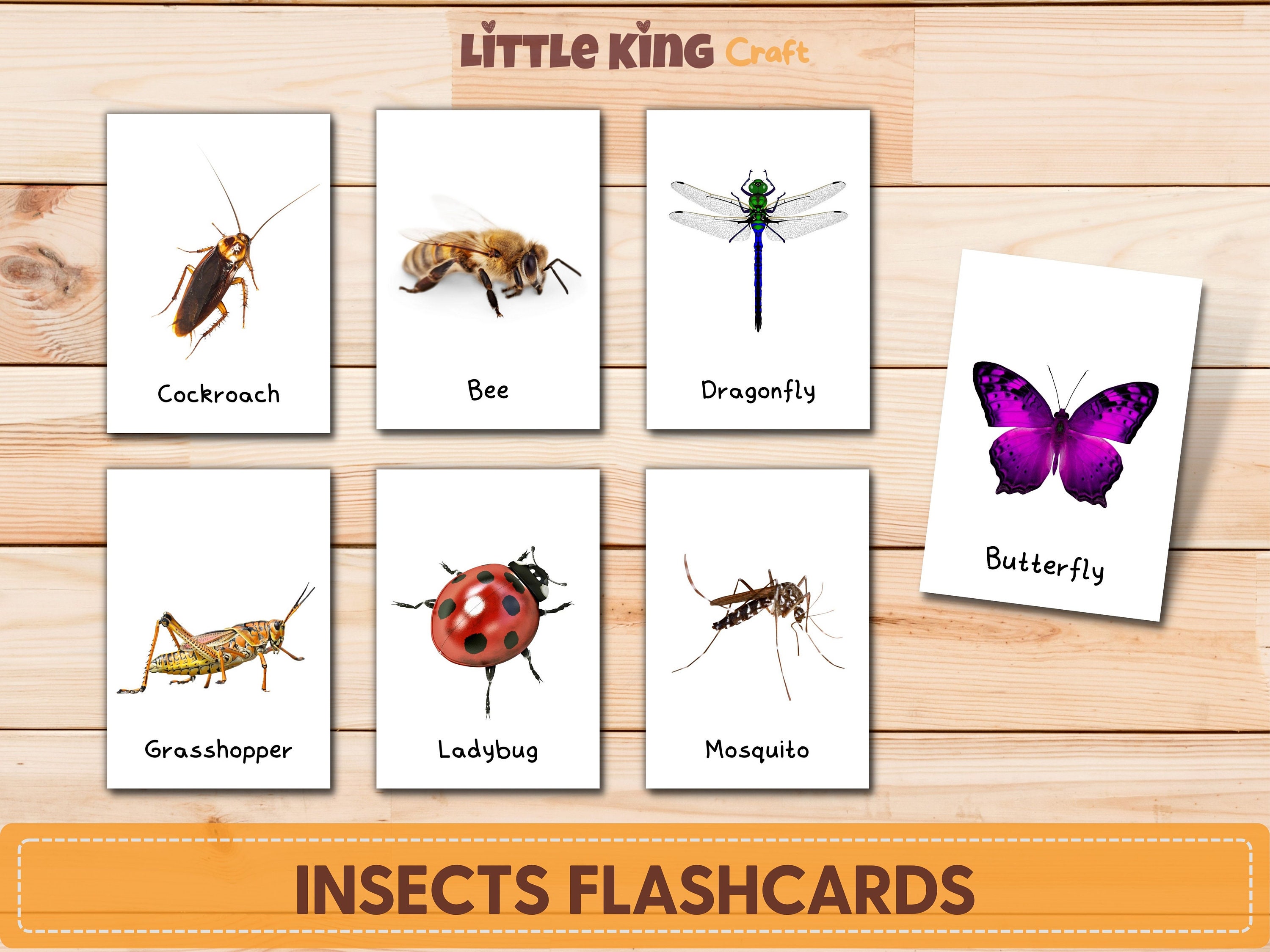 Buy insects flashcards with real pictures bugs flashcards insects