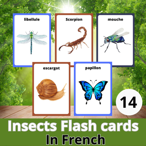 Insects printable flash cards in french for kids made by teachers