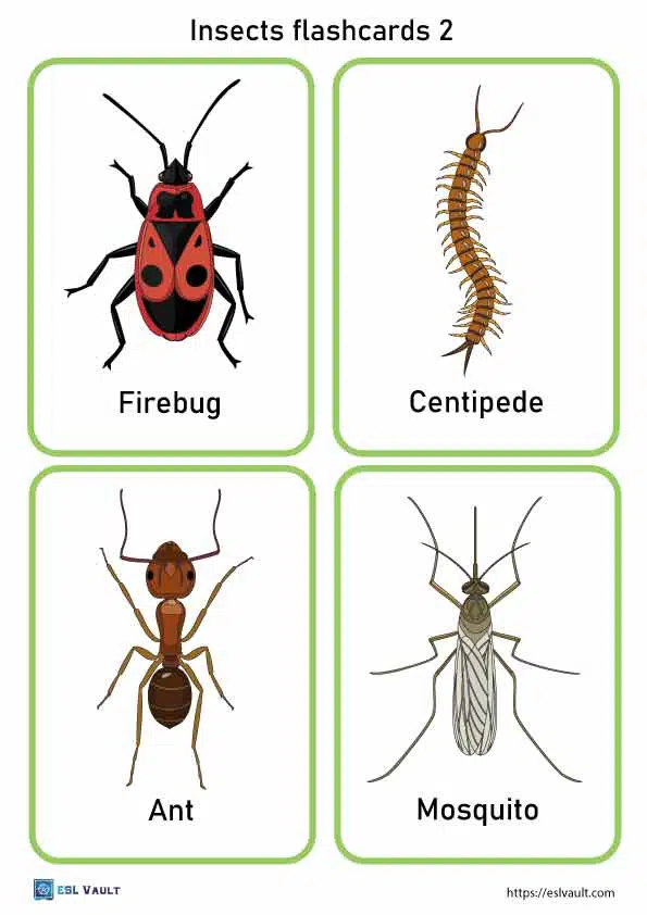 Free printable pdf insects flashcards