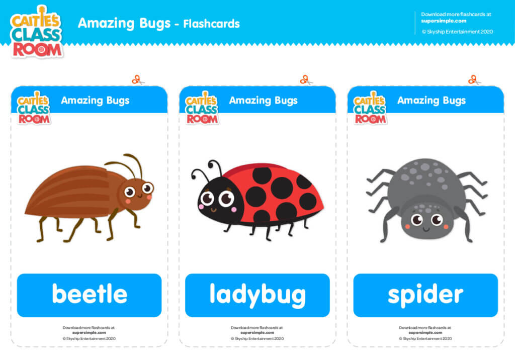 Caities classroom amazing bugs flashcards